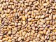 Sesame Production In Kano Increased By 7,000Mtns