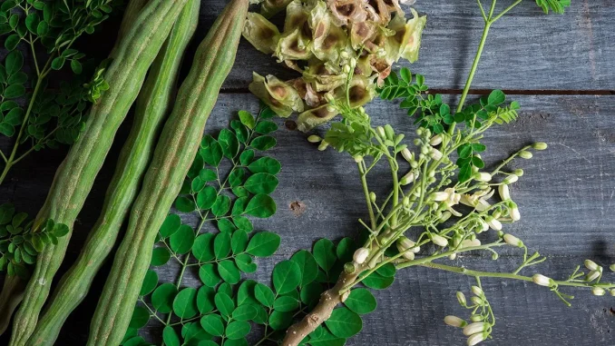 Seven Tips On Health Benefits Of Moringa