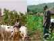 Taraba in panic mode, many feared k!l|ed as herders, farm