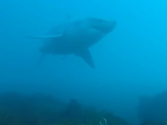 Terrifying moment diver comes face-to-face with 13ft great white shark as beast circles him for agonising five minutes