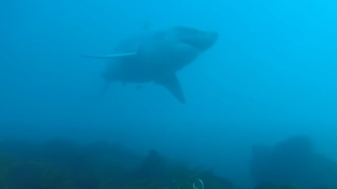 Terrifying moment diver comes face-to-face with 13ft great white shark as beast circles him for agonising five minutes