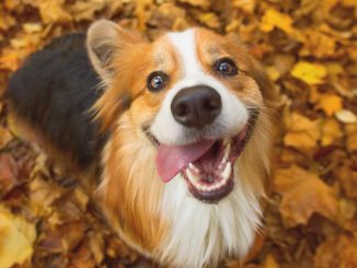 Woke madness as govt-funded study says dogs should be banned from countryside over risk of offending minorities