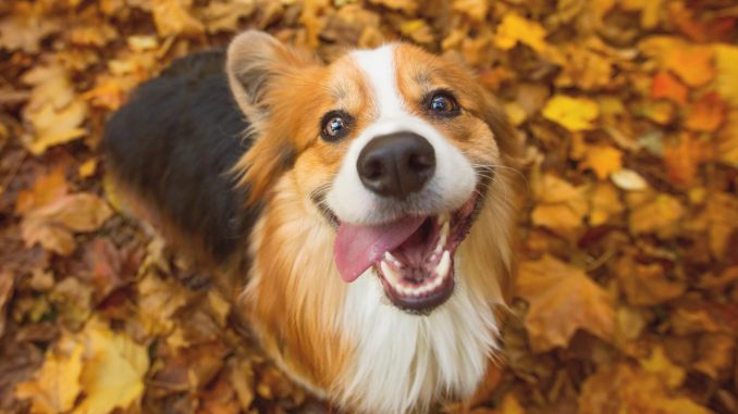 Woke madness as govt-funded study says dogs should be banned from countryside over risk of offending minorities