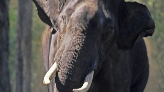 Zookeeper rushed to hospital after huge elephant crushed him against steel bars at UK safari park