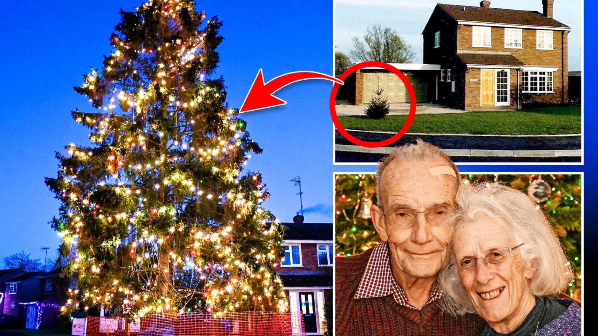 Tiny Christmas tree planted by couple in 1979 is now tourist attraction after growing over 50ft tall