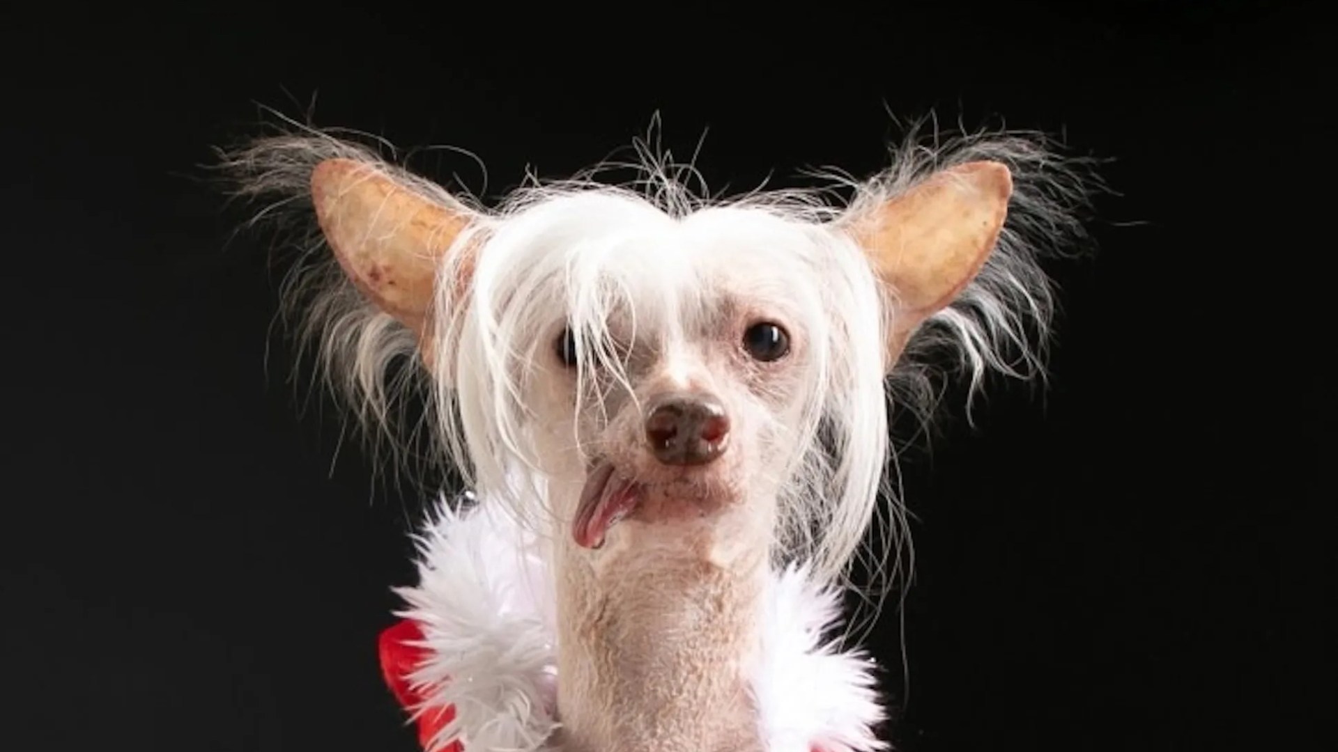 My gorgeous dog Muppet has been voted the ugliest in the UK - people always want to do the same thing when they meet him