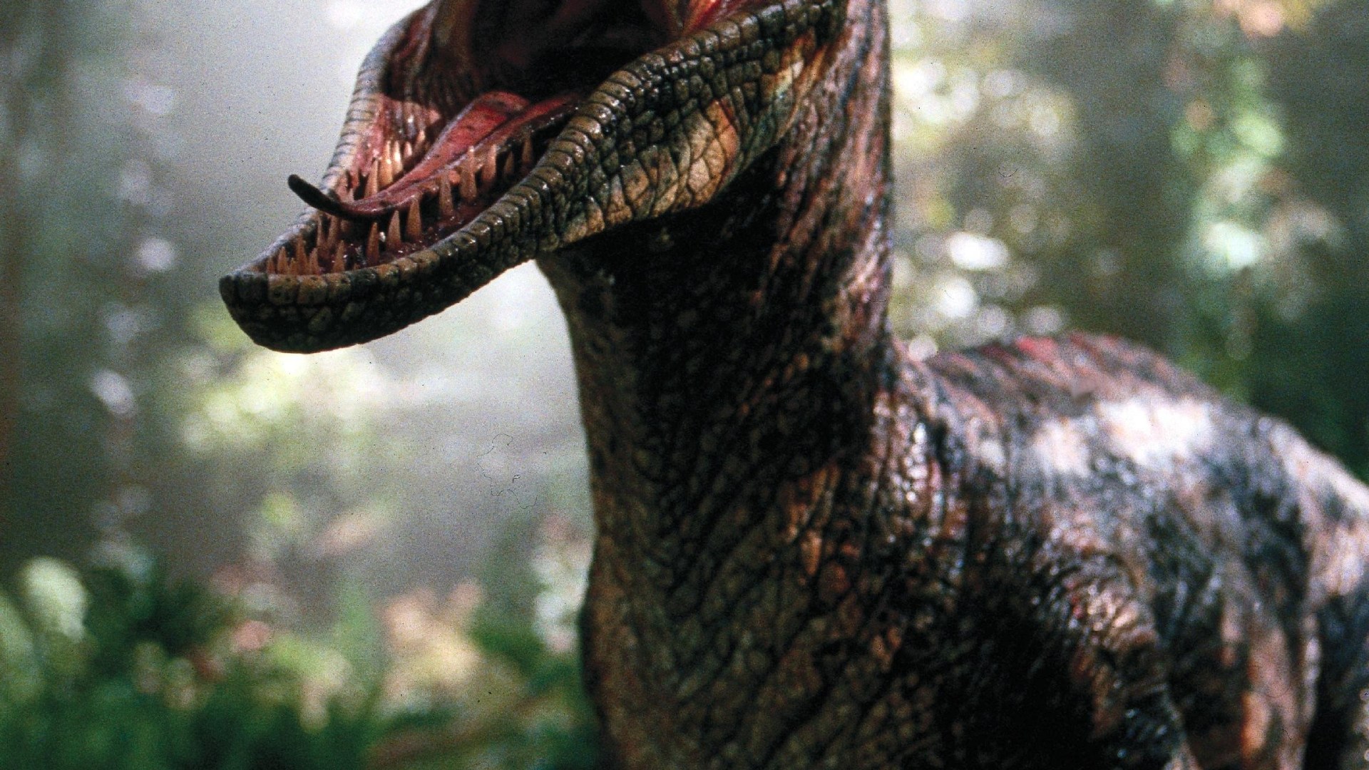 Massive volcanic eruptions did not cause the extinction of dinosaurs, according to a new study