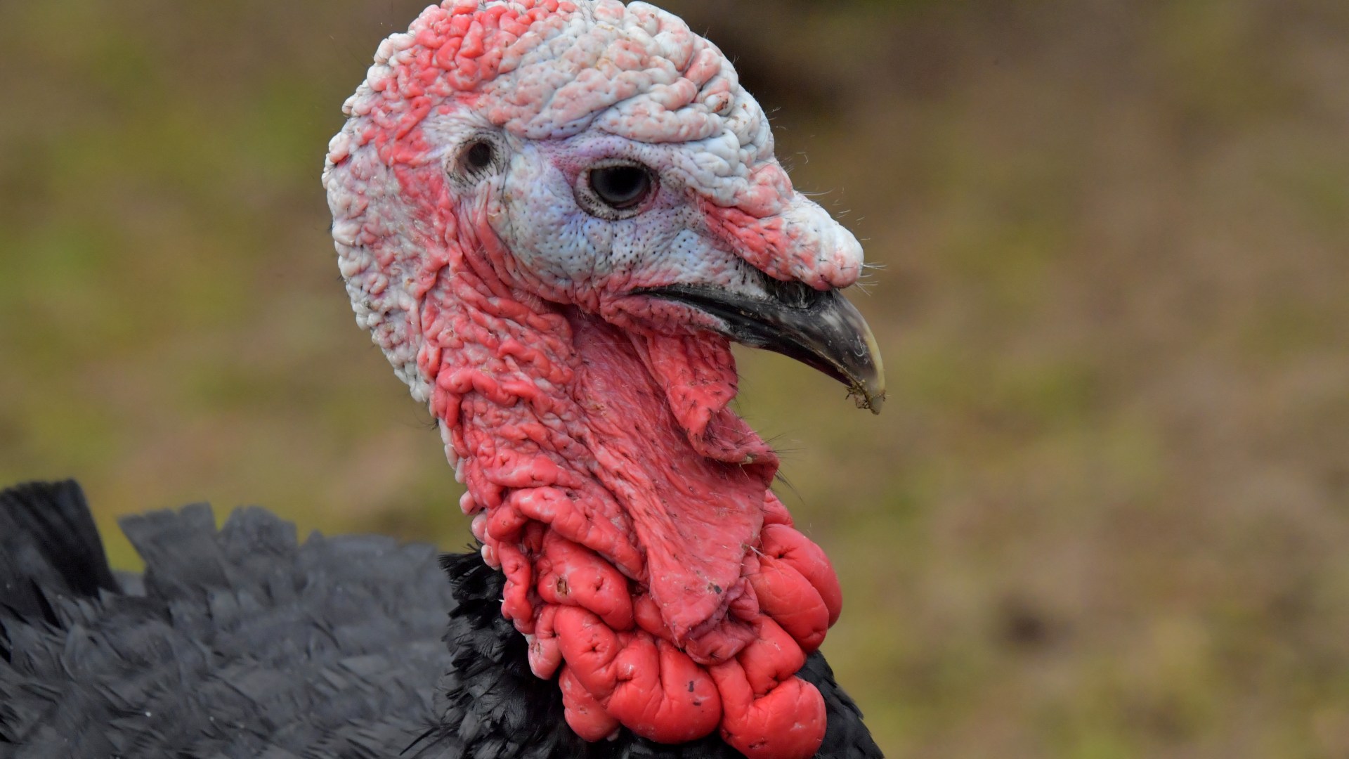 Thousands of turkeys killed after bird flu outbreak days before Christmas - including some destined for dinner