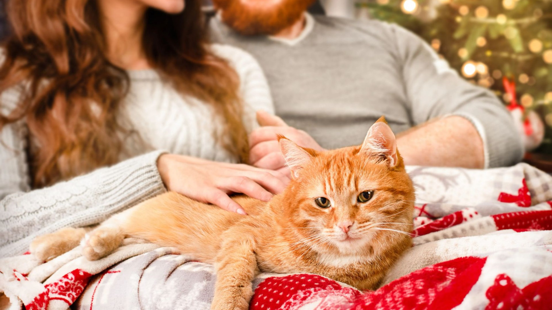 I bought my girlfriend a cat & made her cook me Christmas dinner before breaking up with her - am I wrong?