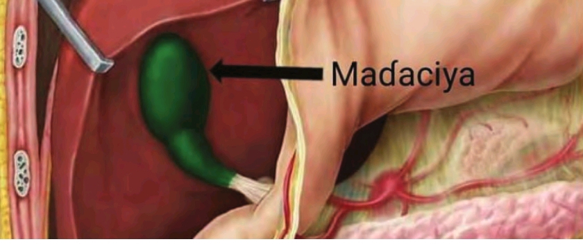 Aikin Madaciya A Jikin Dan’adam