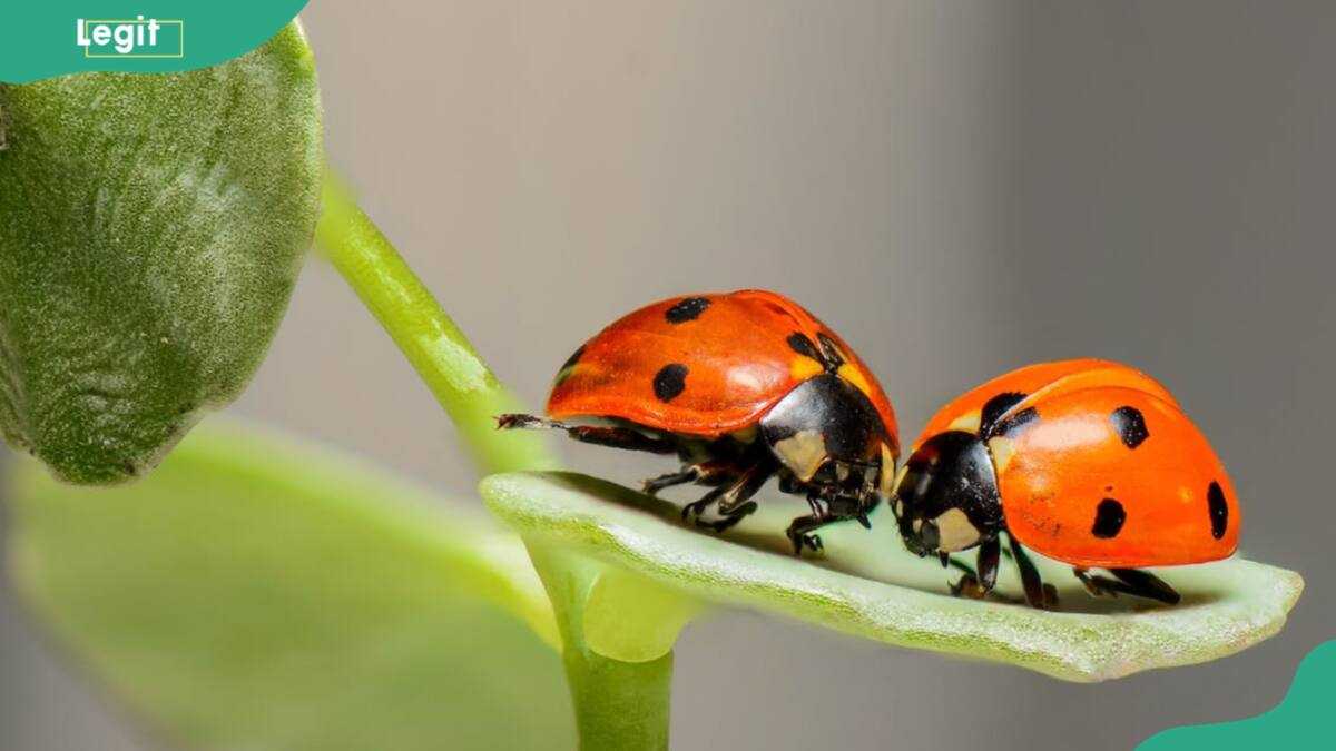 Are ladybugs good luck? The symbolism behind the insect