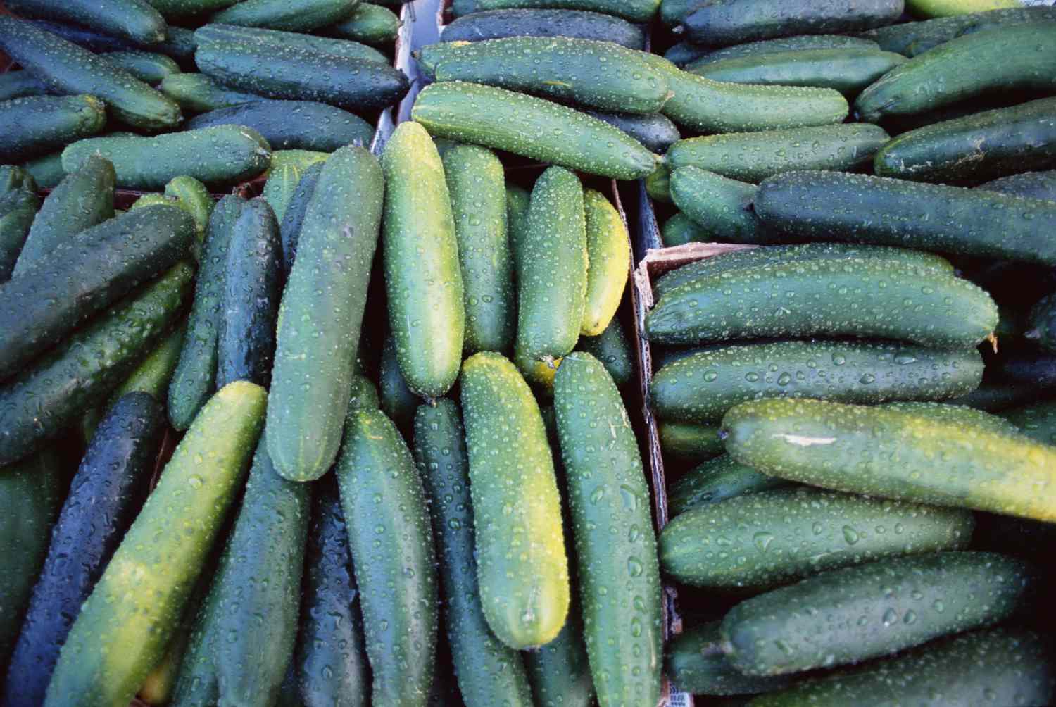 Cucumbers Sold at Costco, Walmart Recalled Over Salmonella Concerns