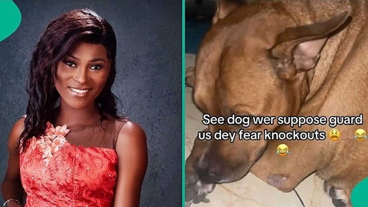 Lady Laments as Dog She Bought for Protection Trembles after Hearing Knockout Sound in Video