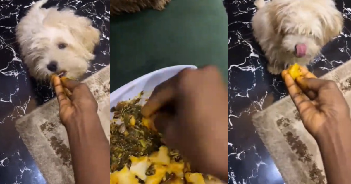 Pet dog enjoys 'vegetable and pounded yam meal' due to expensive dog food (WATCH)