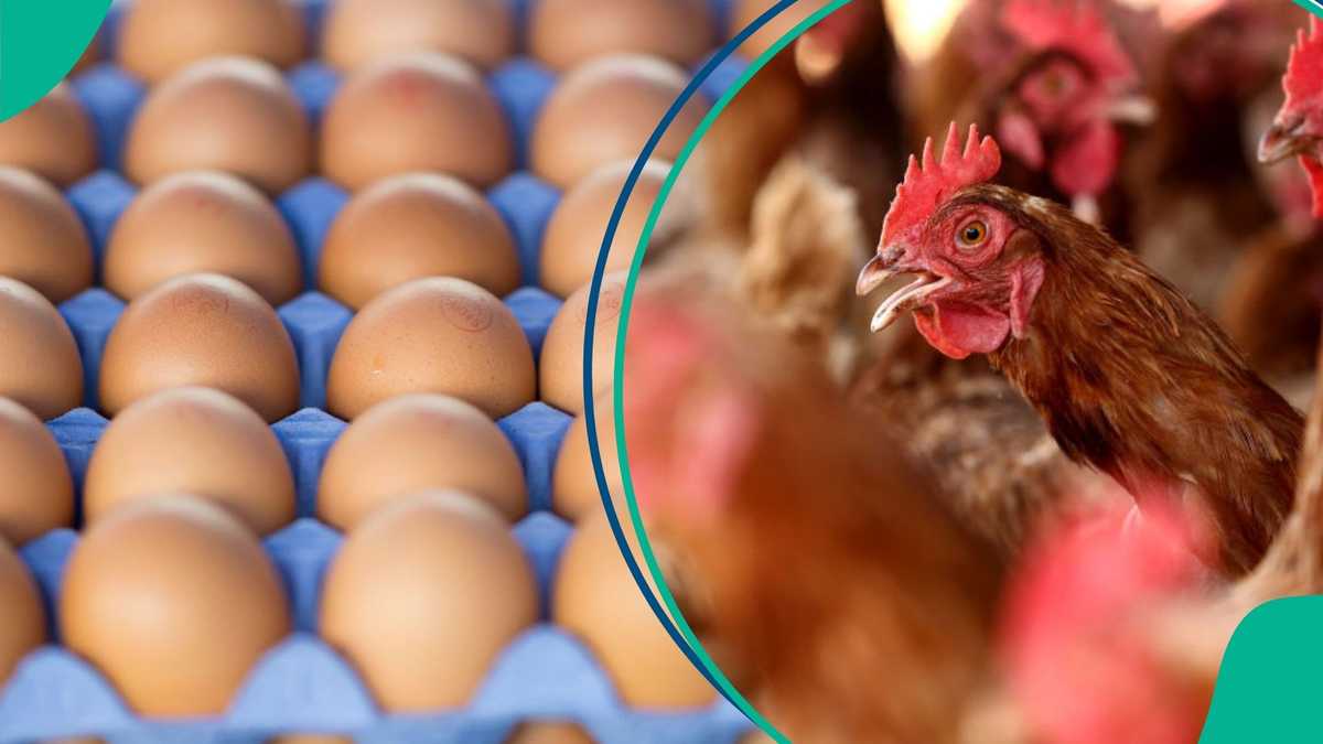 Prices of Chicken, Eggs Will Go Higher this Christmas, Expert Says.