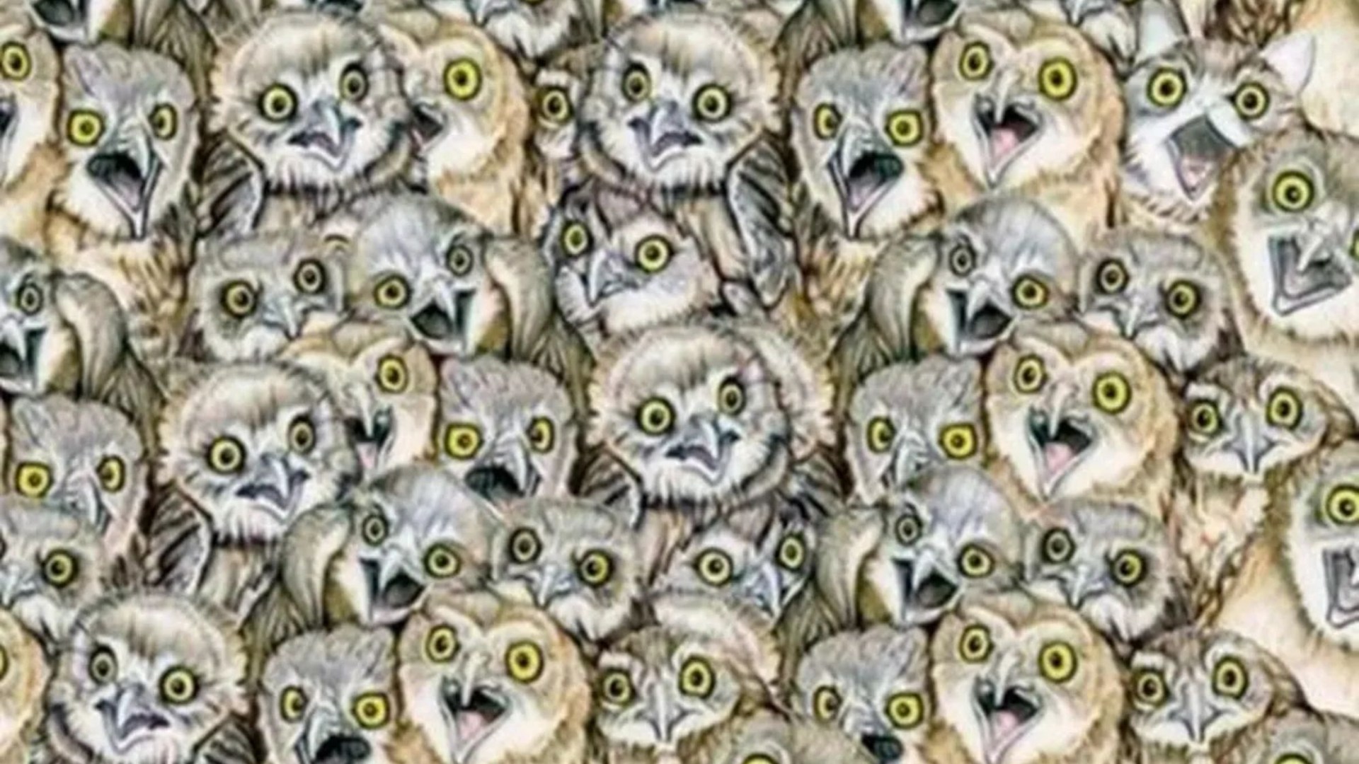 Everyone can see the owls – but you have 20/20 vision and high IQ if you can spot the cat in this puzzle in 7 seconds